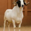 Touabir Premium